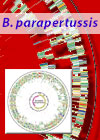 bordetella parapertussis